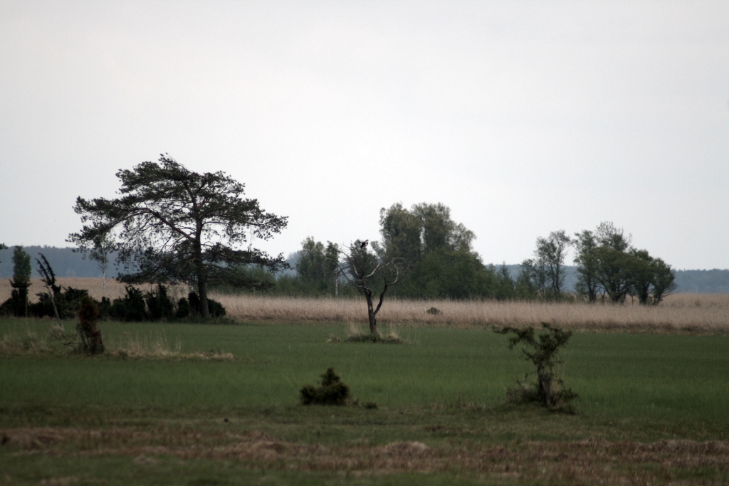 VWG vogelreis Oost Duitsland mei 2010 539